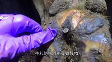 牛儿腹部有“异物”，主人直接一扳手整根拔出，太绝了！