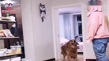 金毛狗狗嫌被女主人揍，跟二哈想主意捉弄女主，下一秒后悔了