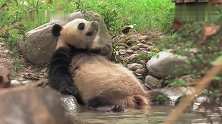 自带卖萌功能的熊猫，在水池中休息，小脚脚一蹬一蹬的好嘚瑟