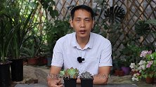 给多肉浇水，谨记这3个误区，不然养一棵烂一棵
