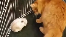 霸道猫咪每天这样欺负兔子，网友：生气，实在太可怜了！