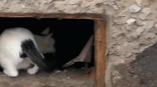流浪猫在雪天找不到食物，躲在墙洞里挨饿，太可怜了