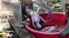 猴妈妈真粗心，哪有这样喝水的，猴宝宝差点淹死了！