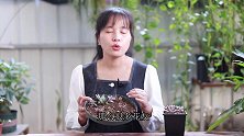 叶插多肉，养护不做好这件事，长芽了也难成活