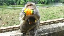 猴子大口大口的吃芒果，看的我都流口水了