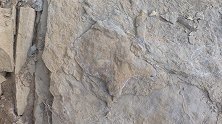 陕西延安：安塞油田恐龙来过！延安发现首例恐龙足迹化石