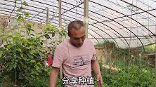 花盆种番茄，所有侧枝不要剪，只需掐一下一棵变2棵，多到摘不完