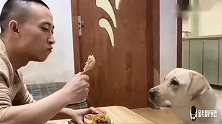 家里就剩一个烧鸡，赛文怎么都不肯吃，让主人先吃，主人好感动