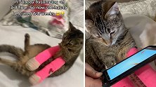 美国一只猫咪前爪骨折打上石膏 不料意外走红网络