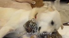 狗狗尽心喂养小老虎，半年后他们的关系竟是这样，真让人意外