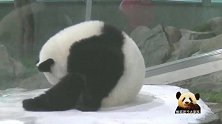 熊猫宝宝懒洋洋地蜷成一团，啃手啃脚挠挠痒，忙得不亦乐乎