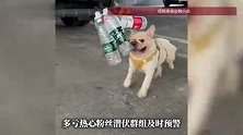 网红捡瓶子小狗“小白”疑被毒狗团伙盯上，主人：根本不敢放它出去