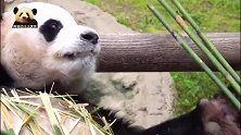 熊猫园欣心好累，连续选了九根竹子都不合口味！第十根？凑合吃吧