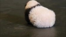 熊猫宝宝学走路，小碎步走的萌翻了