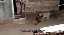 狮子进村捕杀家牛，结果被男子一棒子打走，网友直呼：颜面尽失！