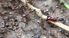 杀人蚂蚁之东非矛蚁，能把人啃成骷髅，狮子和豹都要避而远之
