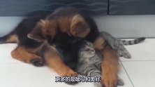 德国牧羊犬抱着猫咪睡觉，场面令人暖心，十分有爱