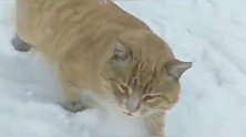 胖橘猫：下雪天就是麻烦，脚脚都不知道往哪放了