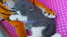 小奶猫玩累了，抱着大老虎倒头就睡，两只小胖猫直接把弟弟当肉垫