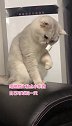 能把天生丽质的猫撸丑的人，也是高手...喵