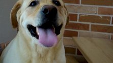 兴奋的拉布拉多犬运动之后，气喘吁吁无法平静