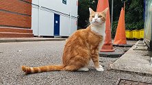 英国：火车站义务捕鼠3年，一只橘猫被任命为车站“首席捕鼠员”