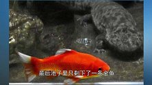 被当饲料的小金鱼搏命6年，没被吃掉，熬死对手成为新主人！