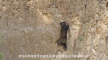 带宝宝徒手攀岩寻找食物，黑熊妈妈的这波操作真的是太大胆了