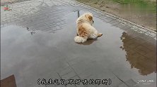戏精松狮犬离家出走，趴在水坑里假装难过