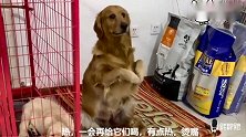小狗拆拖布，金毛在一旁偷笑，主人让金毛教训小狗，金毛舍不得