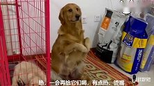 小狗拆拖布，金毛在一旁偷笑，主人让金毛教训小狗，金毛舍不得