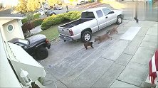两只恶犬围攻一只猫，主人拉都拉不动。