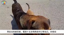 网友刚出完差回家，在村口看到十五岁的狗狗迎接自己，真的好感动