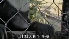 最无畏的动物，非洲大陆的霸主，狮子都要怕三分