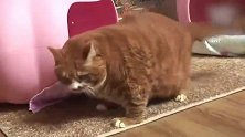 橘猫：我胖，我话多，我能吃，但我是个好女孩