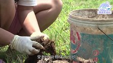 继猫屎咖啡后又有象屎咖啡，价钱是猫屎两倍多，大象却很痛苦