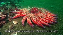 老外用400兆帕的水切海星，原来海星里面是长这个样子的！