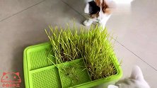 铲屎官种的猫草差点被遗忘，赶紧给主子奉上一大盆猫草