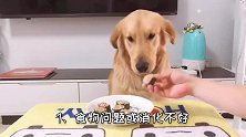 狗狗口吐白沫还不吃东西怎么办