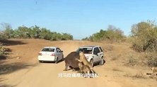 动物：狮子围攻一头河马，怎料河马发怒，张口就朝狮子脑袋咬去