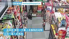 十堰一商店多次“遭贼”鸡蛋被偷吃，监控验明正身-獾