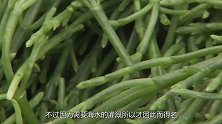 外国人视为高级的蔬菜，在中国种植却鲜有人知，网友：味道如何？