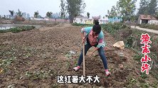 农村媳妇去挖红薯，一锄头下去就挖起来这么大个，太厉害了