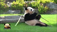 熊猫樱浜惬意自得地啃竹子吃，笑嘻嘻的模样实在讨人喜欢，萌萌萌