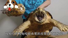 鳄龟咬合力竟然这么强，网友：不敢靠近这种动物的嘴巴