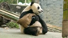 三只腿的大熊猫太可爱了一个麻袋能玩半天，又抱又咬的