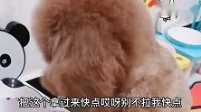 家里多了二只小兔子，小泰迪争着给兔子喂奶，画面太逗了