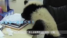 熊猫宝宝勇闯办公室，被奶爸逮住后，小家伙的反应逗翻众人