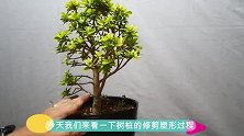 小哥现场对小盆栽进行塑形修剪，最后的成品看起来很漂亮，喜欢吗