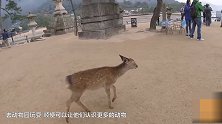 小男孩在动物园 挑衅大老虎 还跟它“打”了起来！